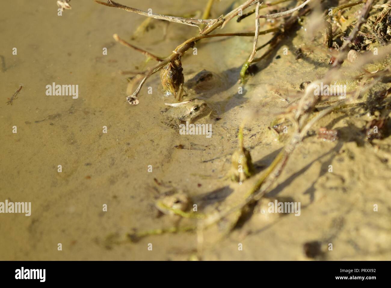 Due baby Mediterraneo dipinta rane, Discoglossus pictus, piccole froglets dopo la metamorfosi da girini, in appoggio sul bordo di una piscina di acqua di Malta Foto Stock