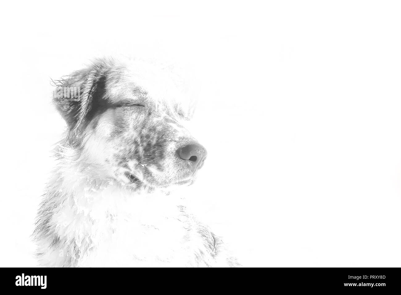 Bianco e nero cane stilizzato ritratto con gli occhi chiusi, ammirando e refrigerazione, concetto pet emozionale isolati su sfondo bianco Foto Stock