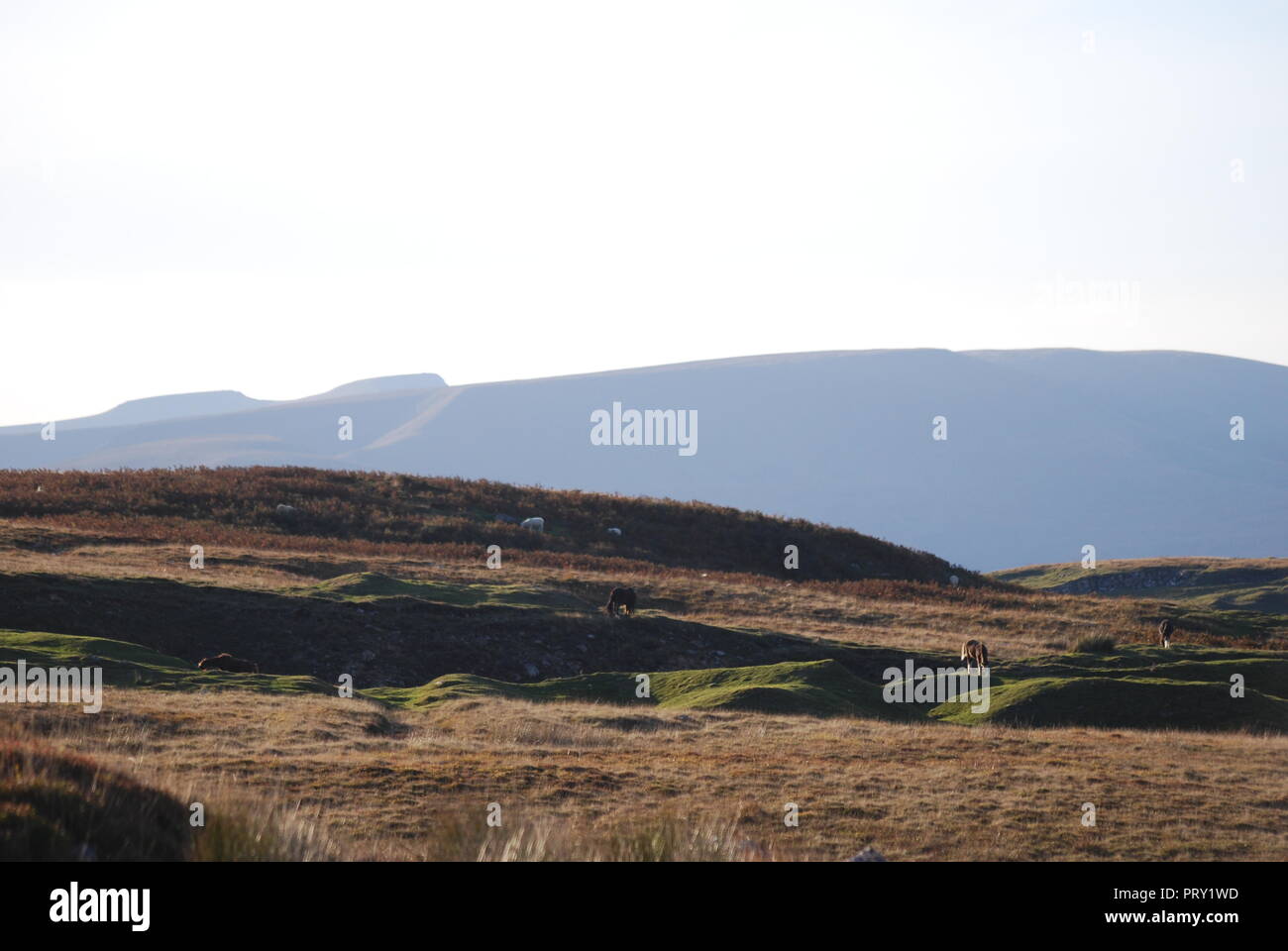 Guardando verso il Brecon Beacons da Llangynidr Moor Foto Stock