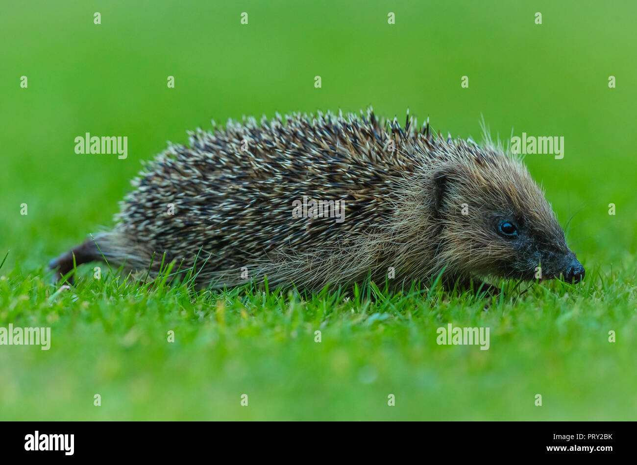 Riccio, Wild, nativo, hedgehog europeo rivolto a destra in giardino naturale habitat. Nome scientifico: Erinaceus europaeus. Orizzontale. Foto Stock