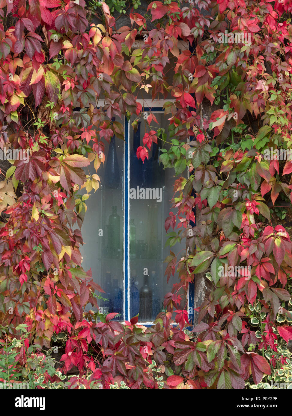 Virginia superriduttore Ampelopsis quinquefolia in autunno su Norfolk cottage Foto Stock