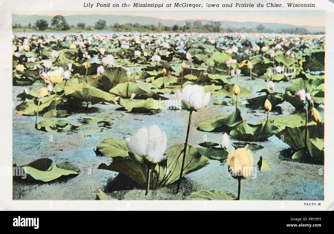Lily Pond, sul Mississippi a McGregor Iowa e Prairie du Chien Wisconsin, antichi cartolina Foto Stock