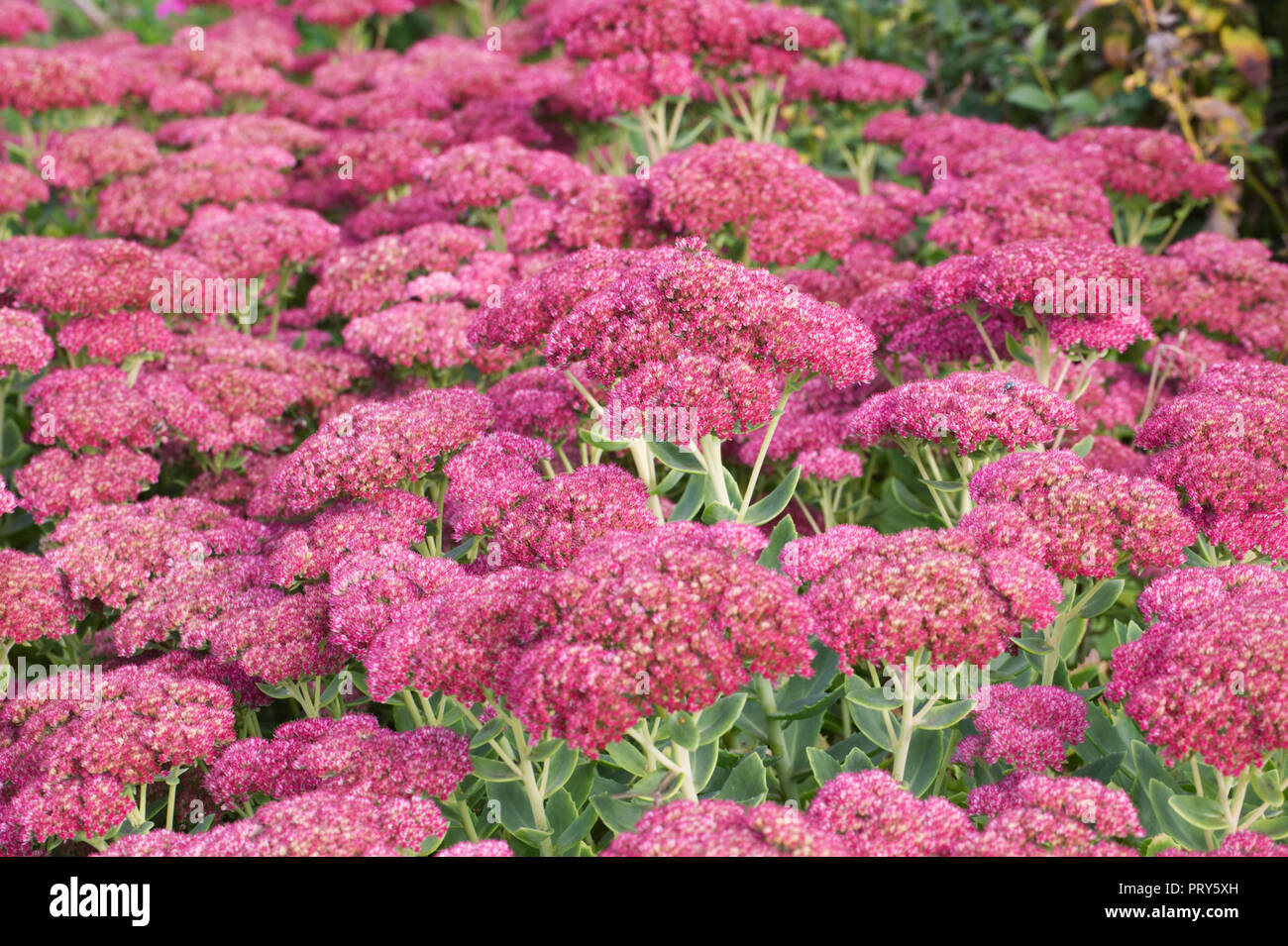 Hylotelephium fioritura in autunno. Fiori di Sedum. Foto Stock