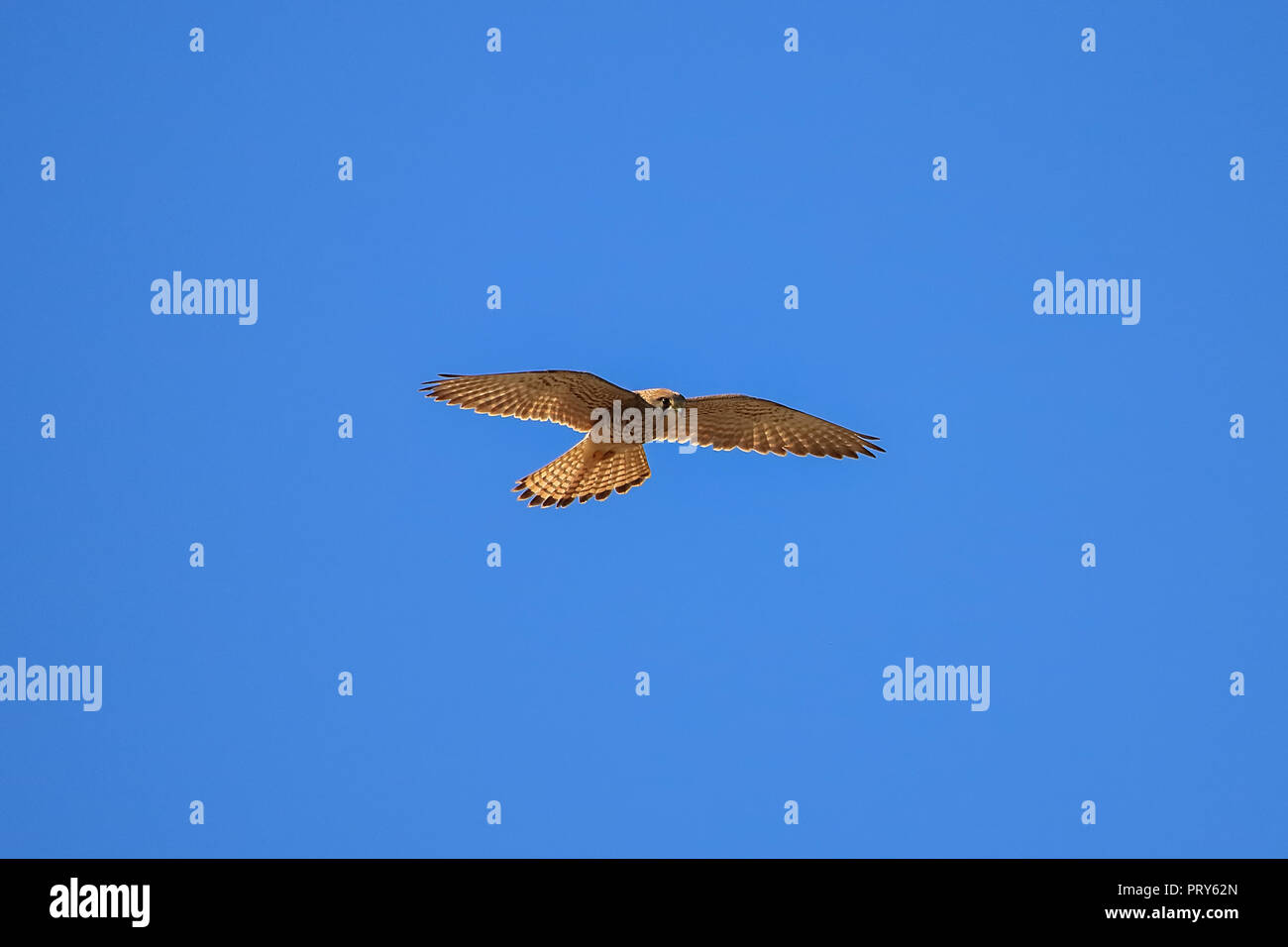 Il Gheppio battenti contro un cielo blu chiaro, hovering mentre la caccia nel Parco nazionale di Donana, Huelva - Siviglia, in Andalusia, Spagna Foto Stock