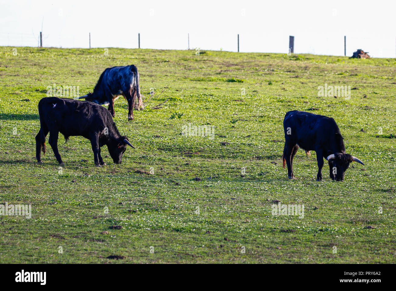 Angry bull, fighting bull pascolando nella riserva naturale e parco nazionale di Donana, Andalusia, Spagna. Foto Stock