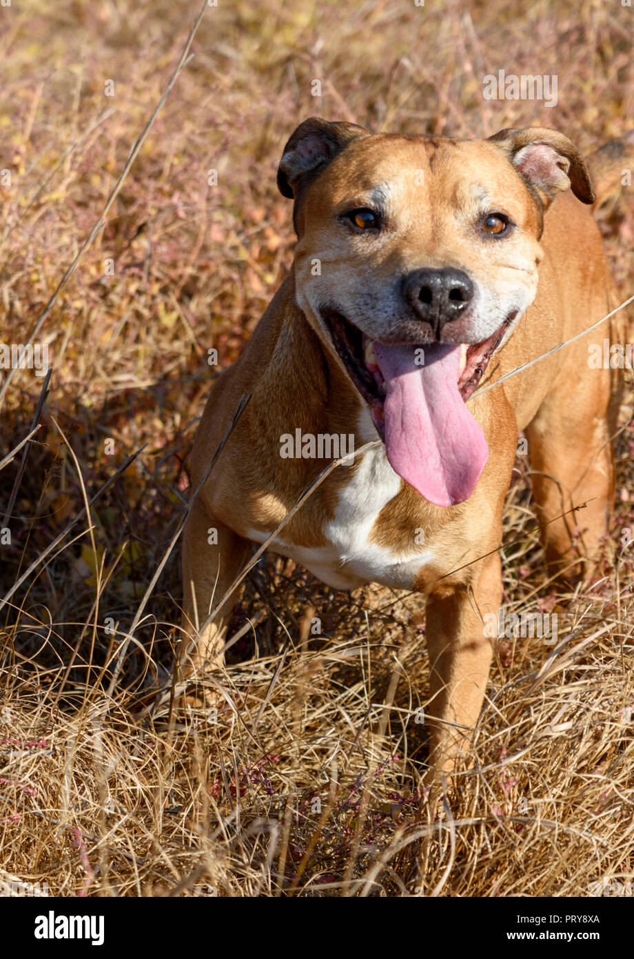 Rosolare l'American Pit Bull terrier, corre il cane e bloccata in posizione di fuori una lunga lingua Foto Stock