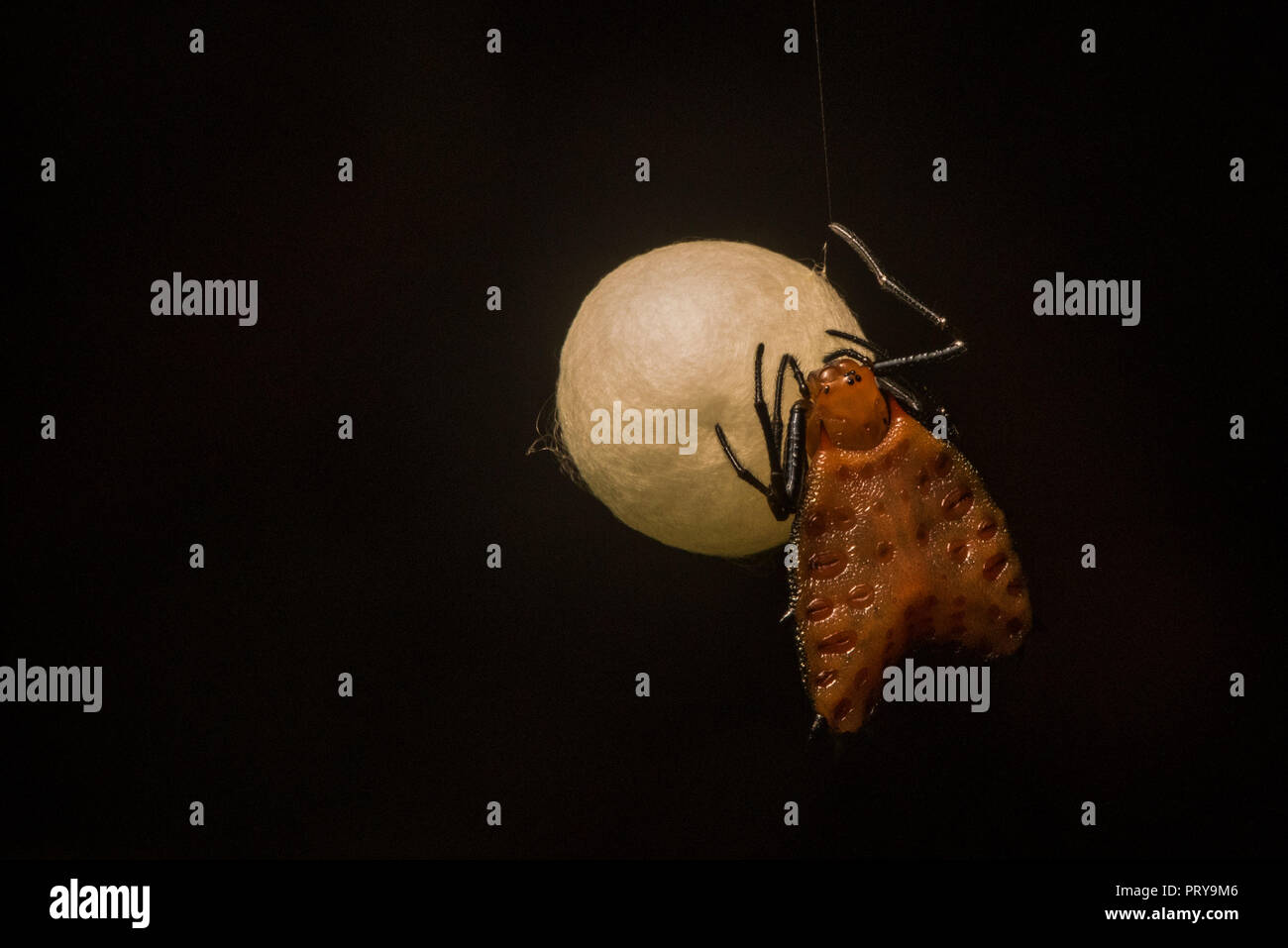 Una femmina di spinosa orb weaver (Micrathena clypeata) che frequentano il suo perfettamente rotonda uovo sac nella giungla peruviana. Foto Stock