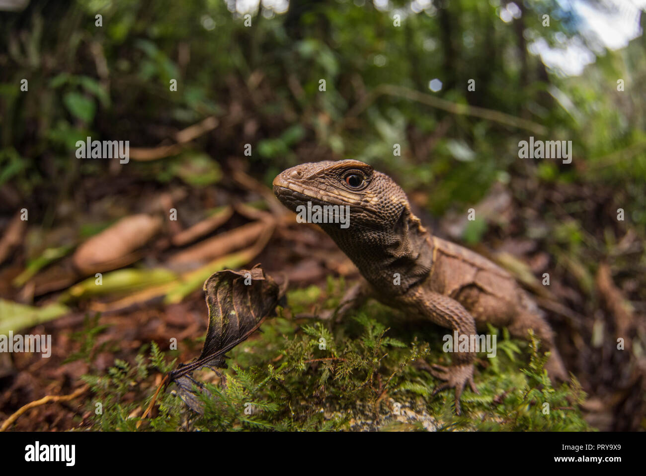 Una rosa whorltail iguana (Stenocercus roseiventris) una terra rara dimora specie di lucertola trovata nella foresta amazzonica. Foto Stock