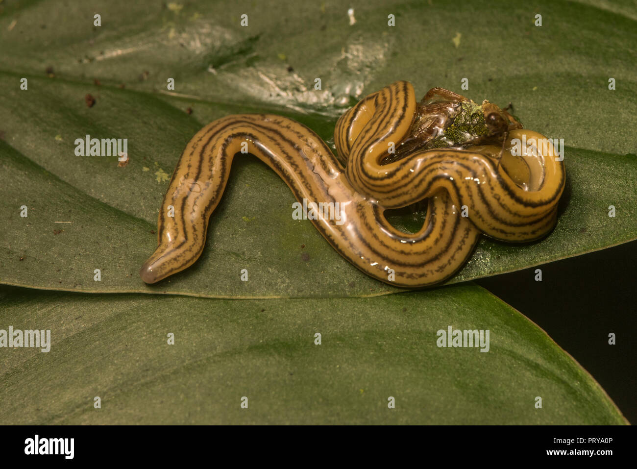 Un piatto di predatori worm, un tipo di platyhelminthes, che ha catturato e sta mangiando la sua preda. In questo caso uno sfortunato grasshopper. Foto Stock