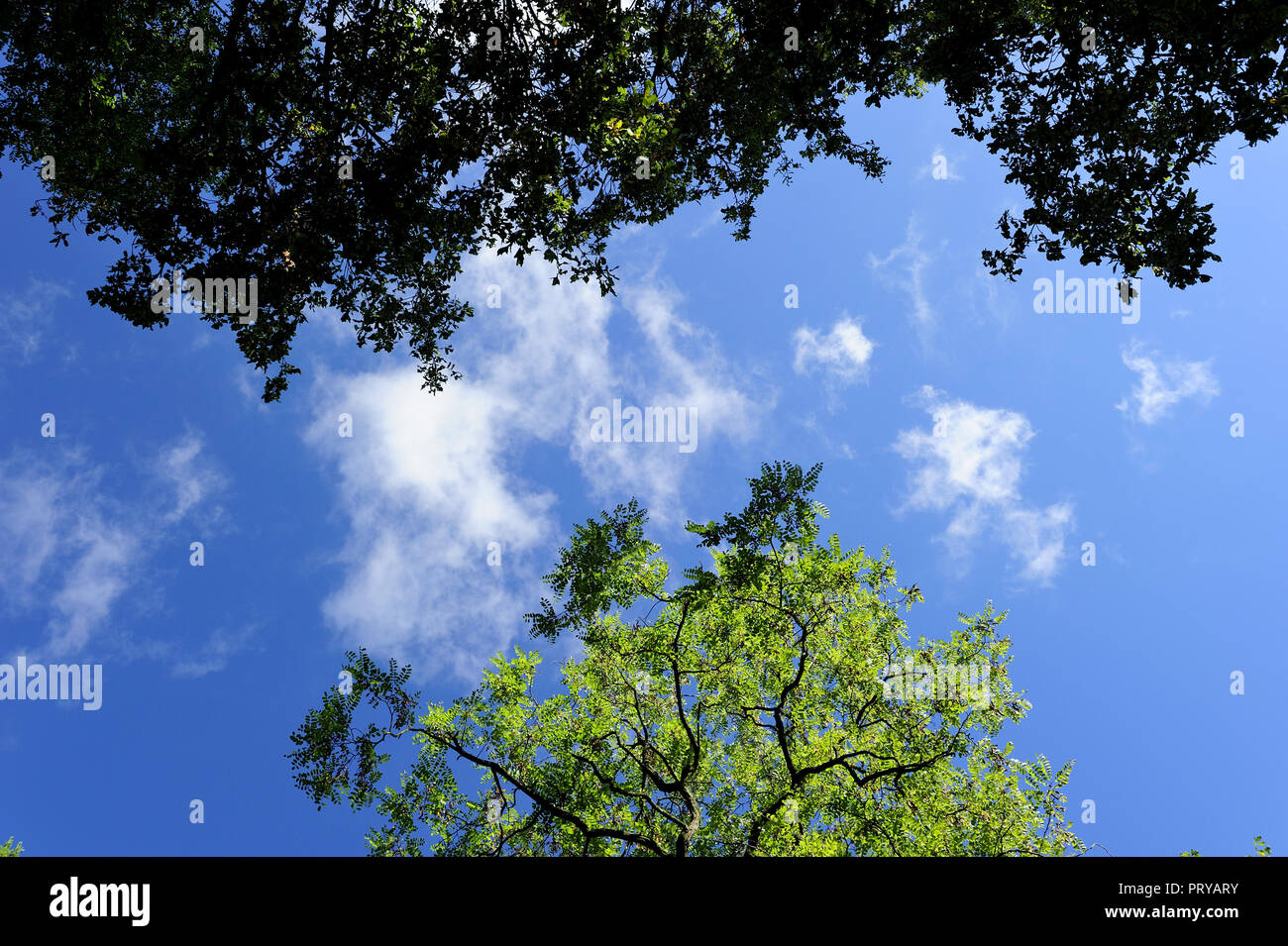 Aria, bellezza, natura, la natura, le foglie, verde primavera, estate, meteo Foto Stock