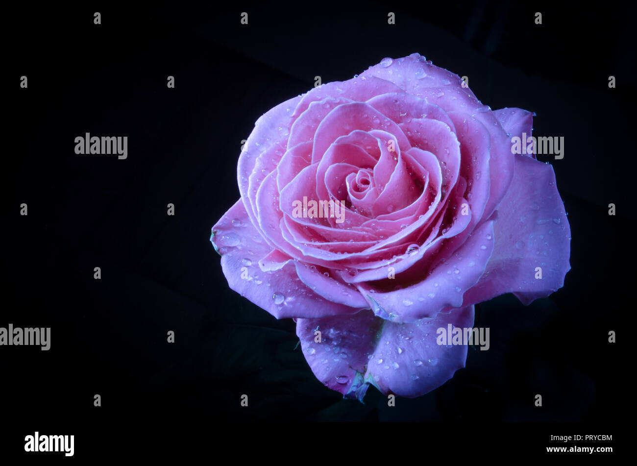 Bella rosa violetto con gocce di rugiada, su sfondo nero. Foto Stock