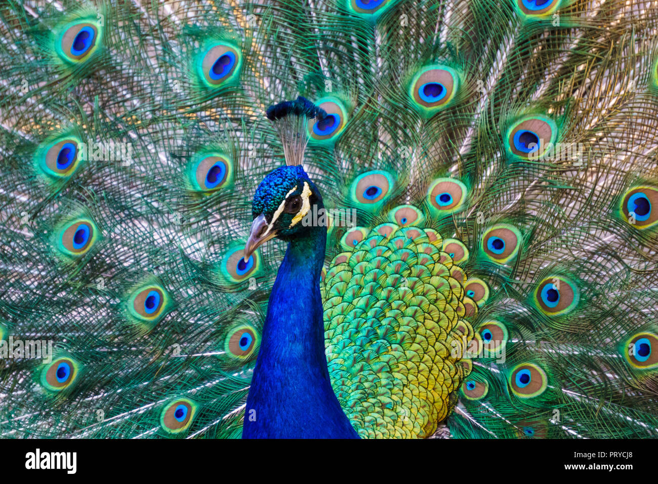 Peacock bellissimo uccello piume di coda di diffusione in una ventola / Victoria BC, Canada Foto Stock