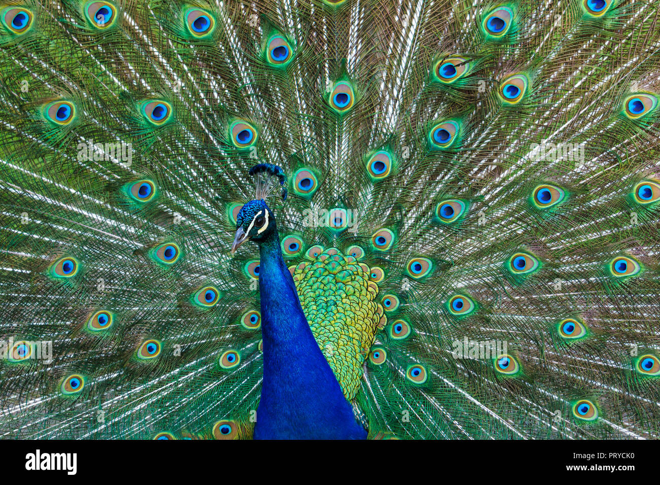 Peacock bellissimo uccello piume di coda di diffusione in una ventola / Victoria BC, Canada Foto Stock