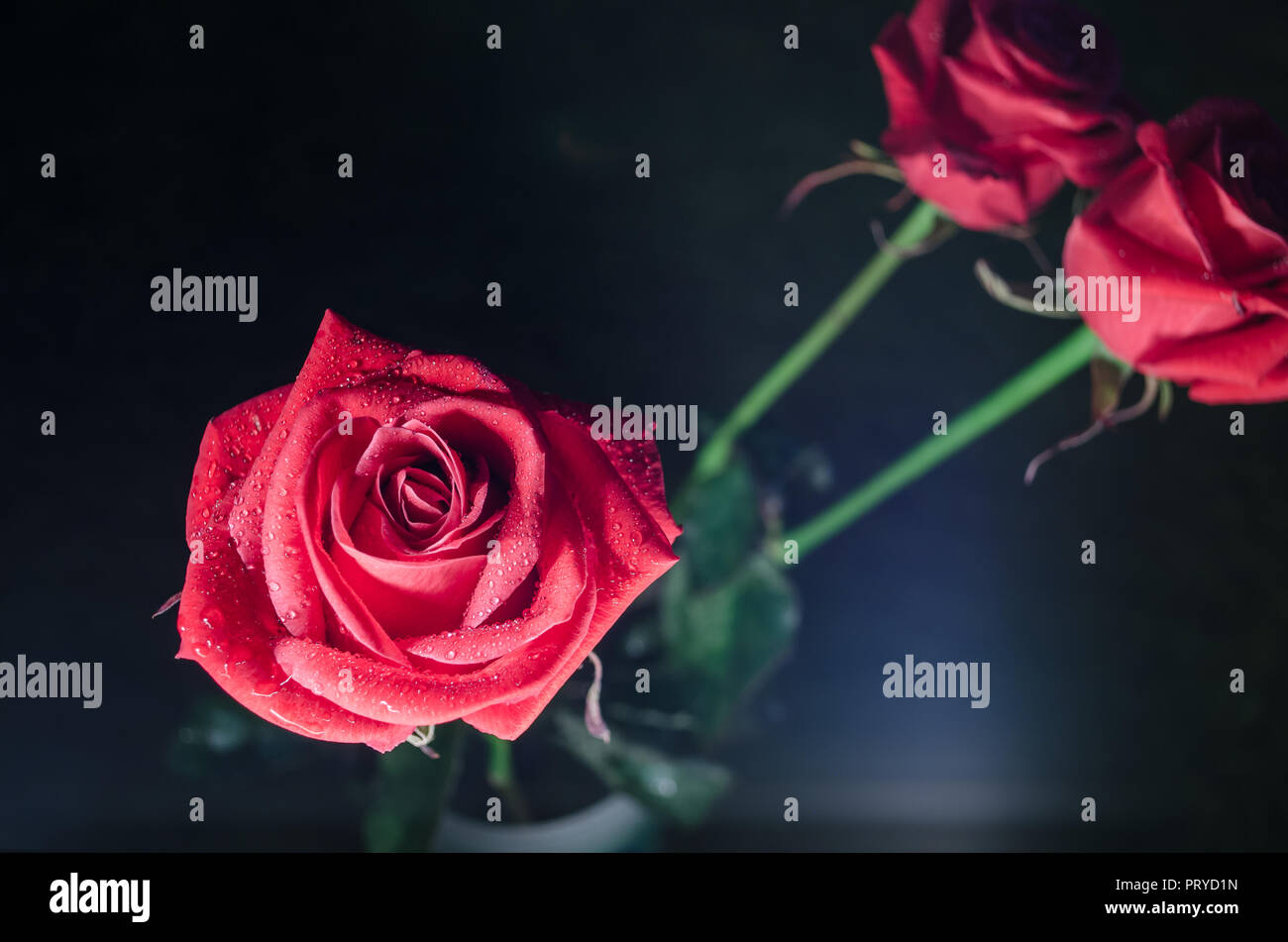 Bella rosa rossa con gocce di rugiada, mistica su sfondo blu. Foto Stock