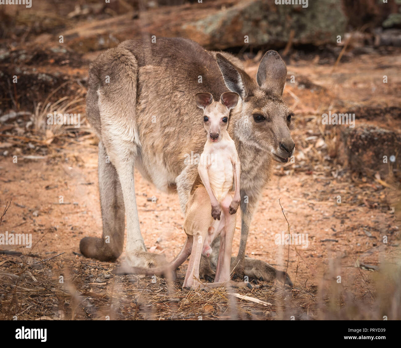 Una femmina grigio orientale canguro con un joey rompere attraverso il secco savana Australiana per placare la sua sete di un outback waterhole. Foto Stock
