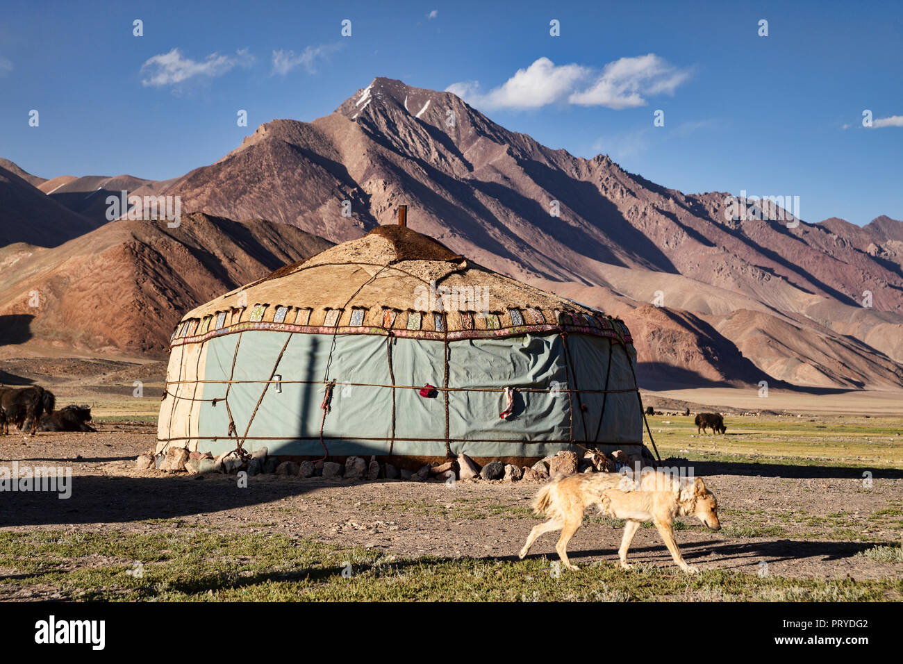 Pamir il cane da montagna cammina davanti yurta kirghisa nella remota valle Pshart nel Pamir Mountains, Gorno-Badakhshan Regione autonoma, Tagikistan. Foto Stock