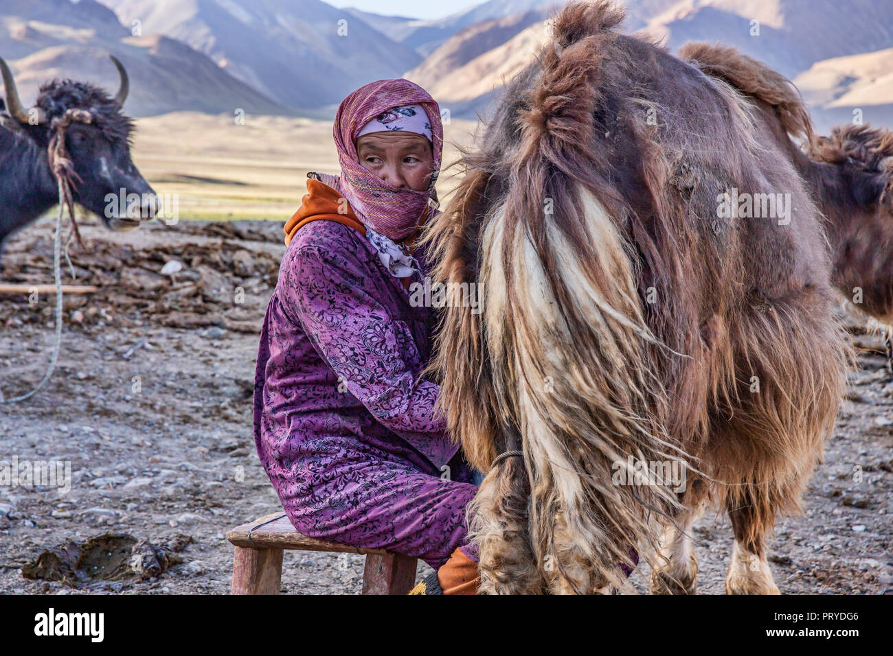 Un nomade del Kirghizistan latti donna un yak nella remota valle Pshart, Gorno-Badakhshan Regione autonoma, Tagikistan. Foto Stock