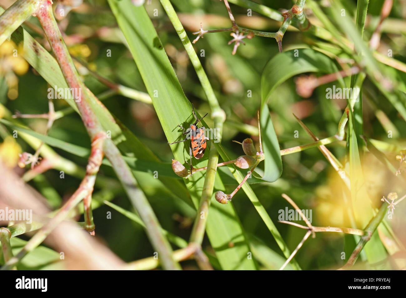 Adulto di colore nero e rosso latino bug lygaeus equestris un tipo di terreno bug su una lama di erba in Italia simile a lygaeus sexatilis ma con un segno bianco Foto Stock