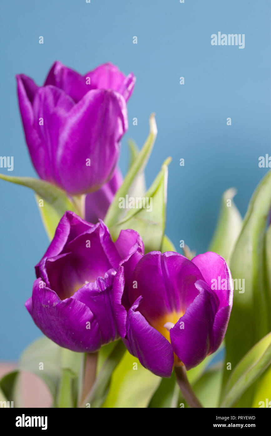 Tulipani Lilla Foto Stock