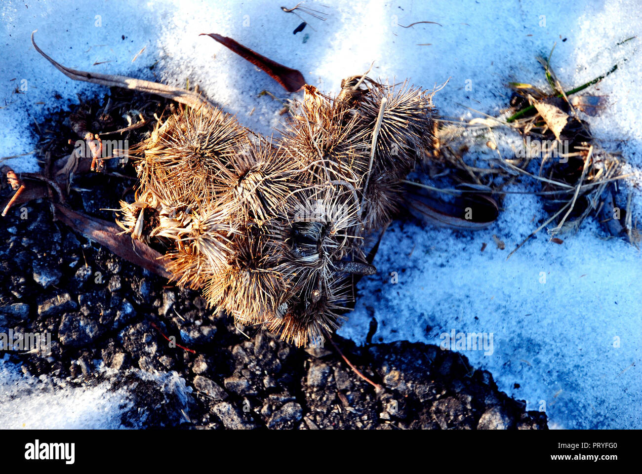 Una a forma di cuore di cluster essiccato e dorati semi di bardana, su un gelido e nevoso bianco-blu con sfondo nero scuro poco rocce in inverno di QC Foto Stock