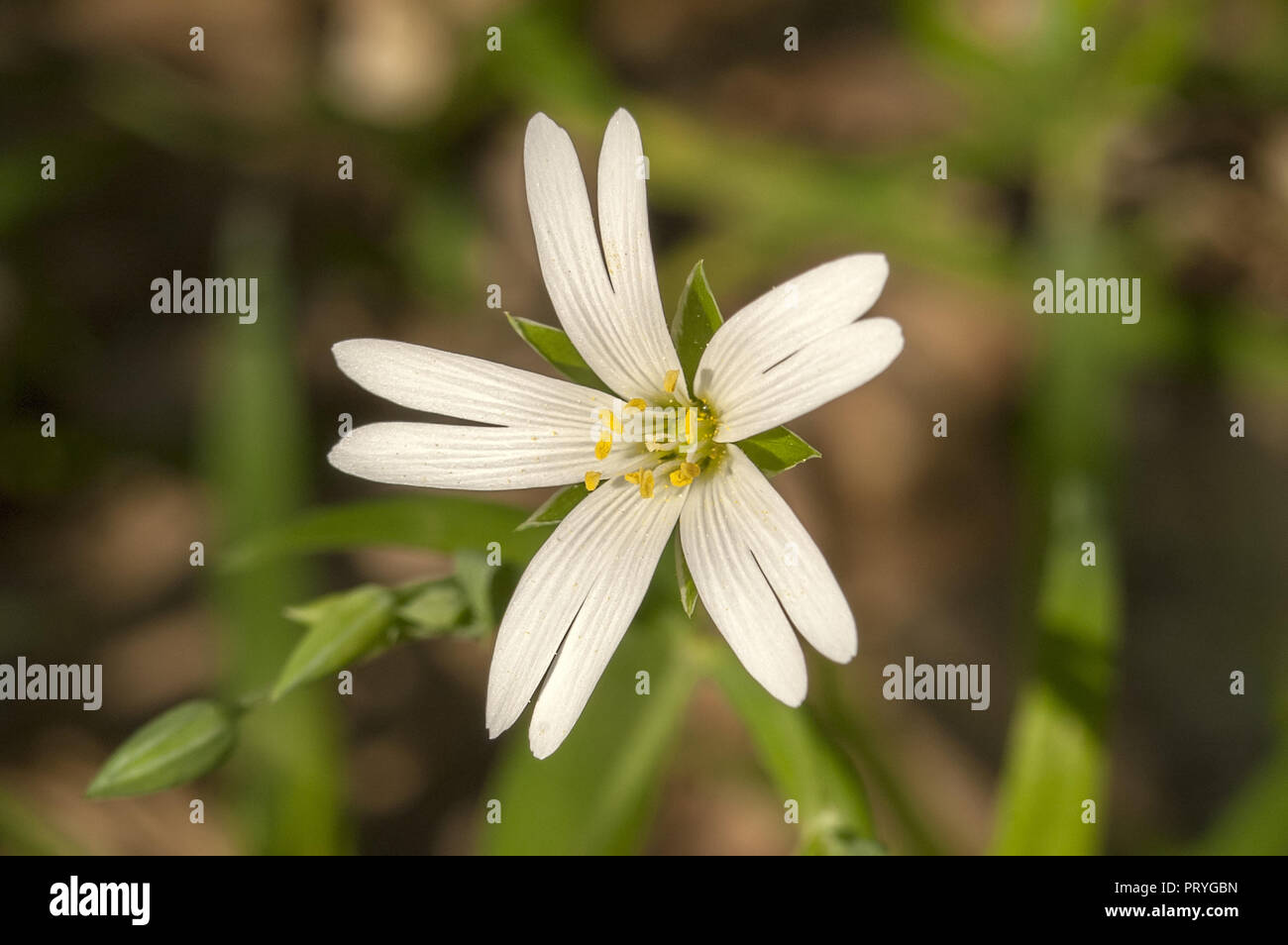 Molla sconosciuto di fiori di campo in close-up. Nieznany wiosenny polny kwiat zbliżeniu w. Foto Stock