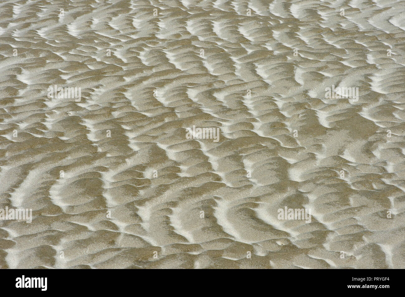 Carteggiare la superficie formata da vento e corrente di marea nel fango appartamenti, costa del Mare del Nord, Schleswig-Holstein, Germania Foto Stock