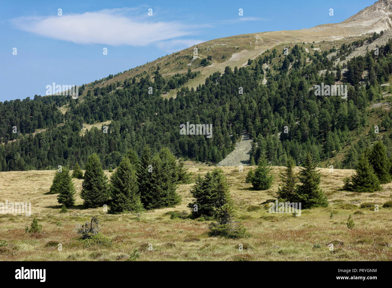 Biotopo Plamorter moss con giovani abeti rossi, Norvegia abete rosso (Picea abies), Moor, Passo Resia, Val Venosta, Alto Adige, Italia Foto Stock