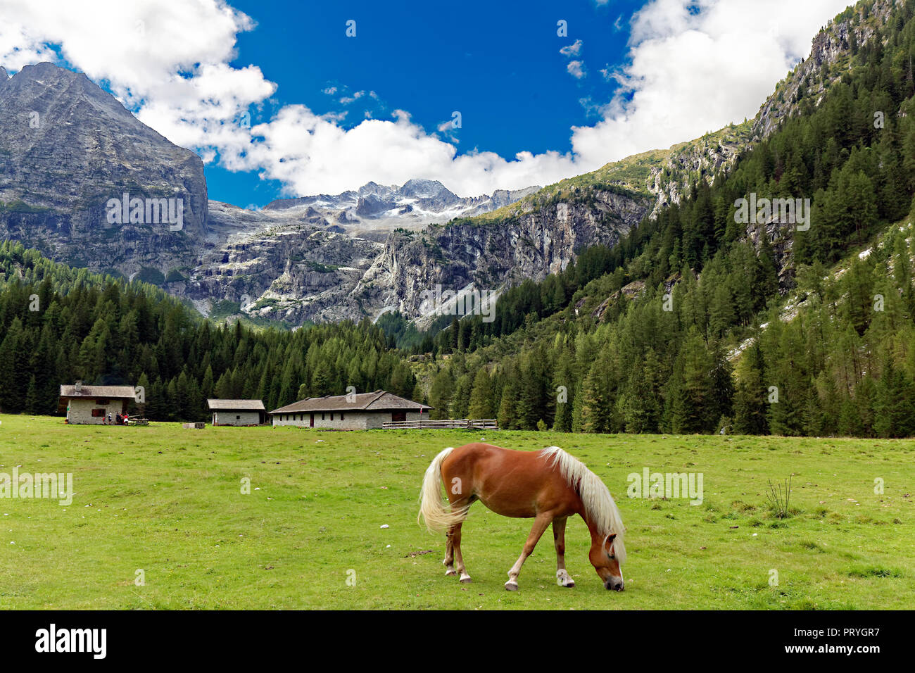 Cavalli di Razza Haflinger mangia erba sul prato alpino, paesaggio di montagna, Malga Bedole, la Val Genova e la Val Genova, vicino a Carisolo Foto Stock