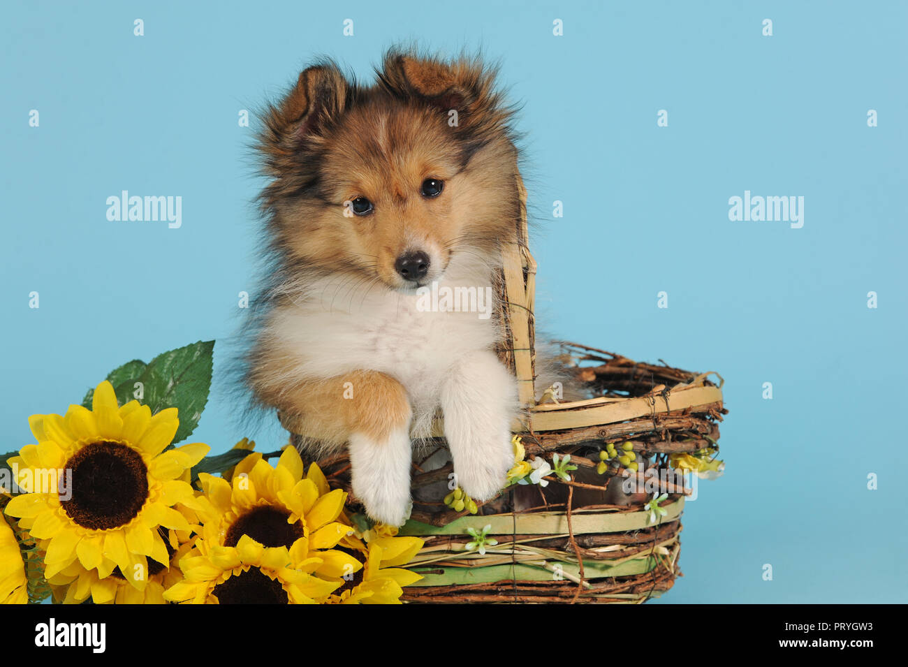 Sheltie, Shetland Sheepdog, sable, 11 settimane, seduta in cesto con girasoli, Austria Foto Stock