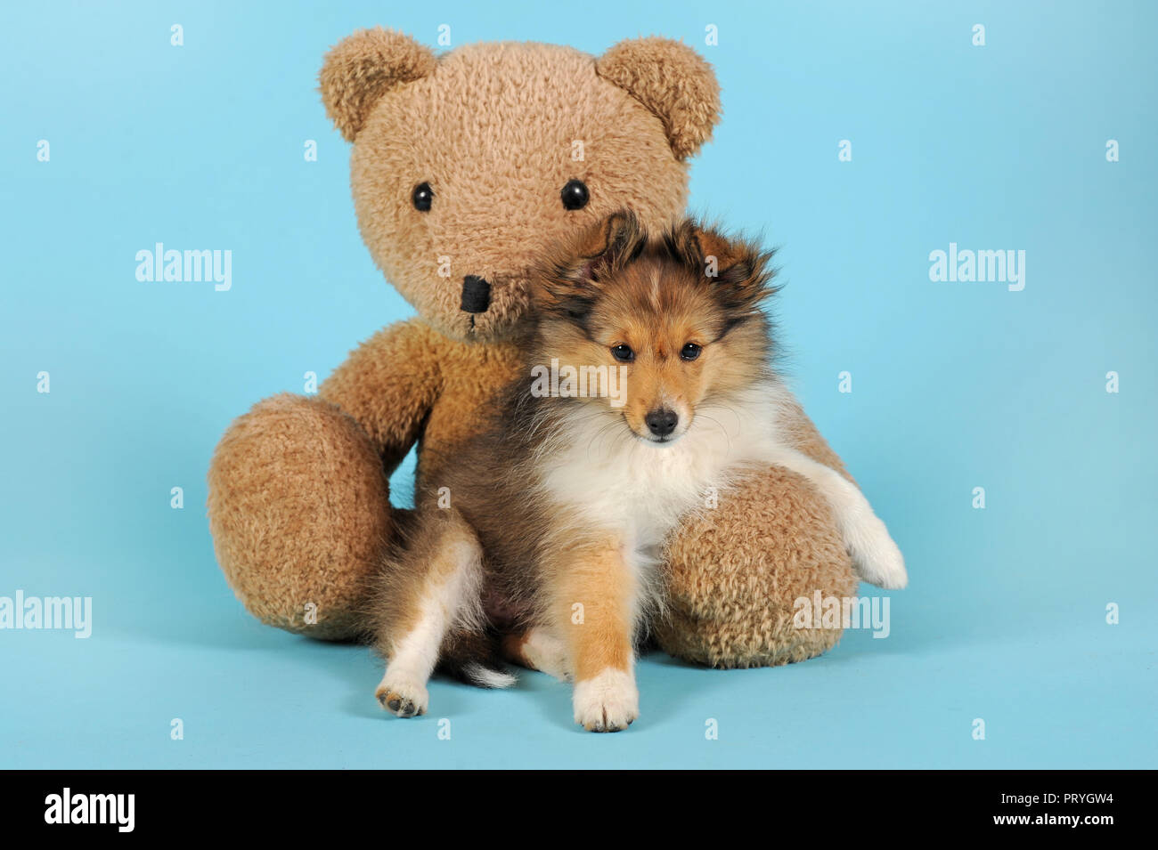 Sheltie, Shetland Sheepdog, sable, 11 settimane, con Teddy Bear, Austria Foto Stock