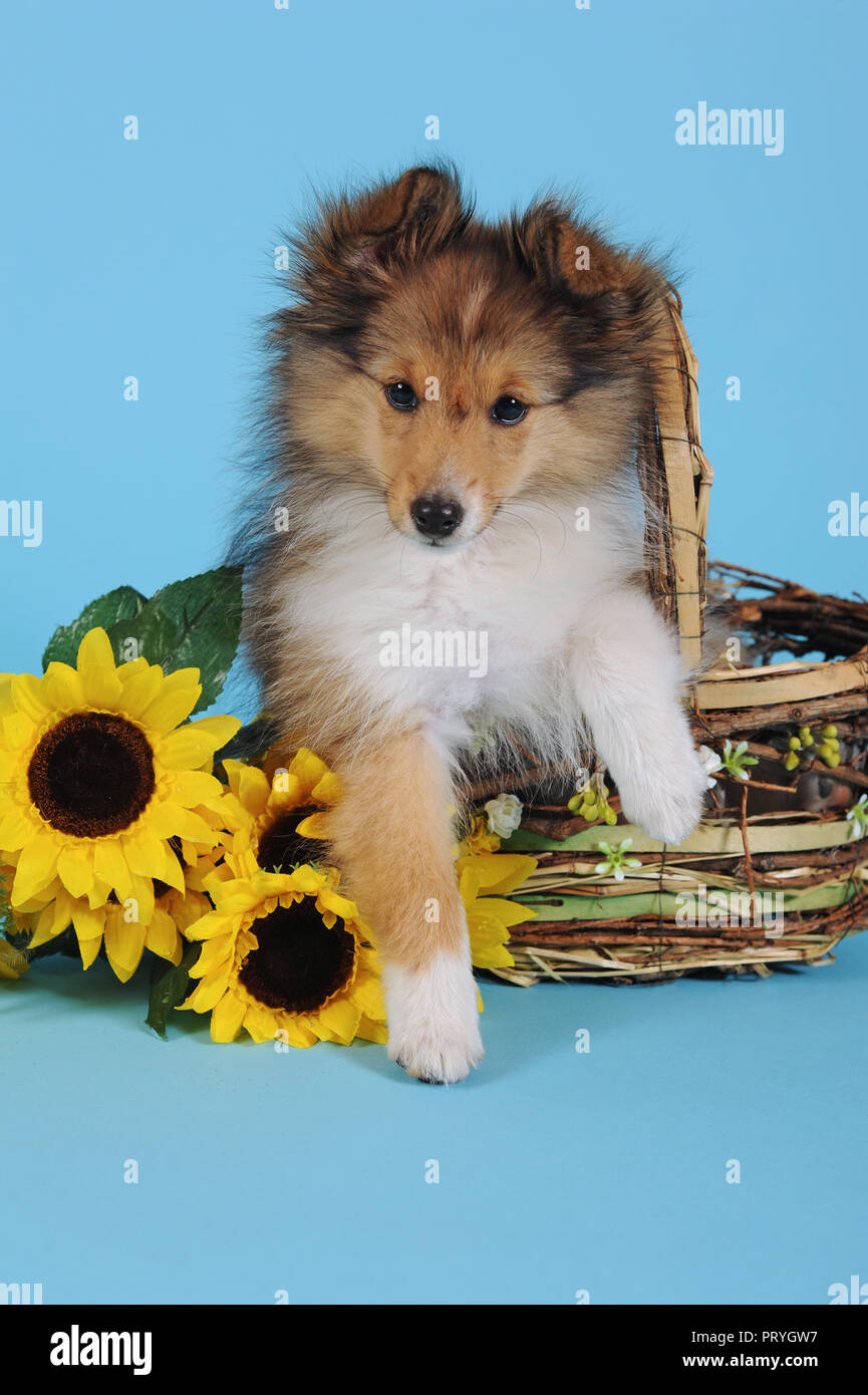 Sheltie, Shetland Sheepdog, sable, 11 settimane, seduta in cesto con girasoli, Austria Foto Stock