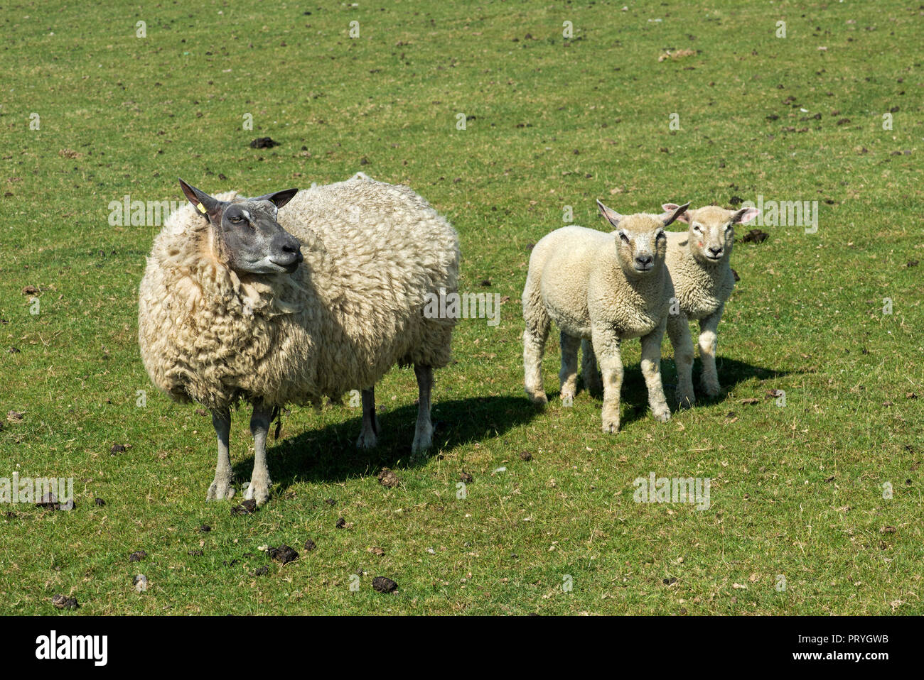 Pecore Texel, madre con gli agnelli, gemelli, palude sulla costa del Mare del Nord, Schleswig-Holstein, Germania Foto Stock