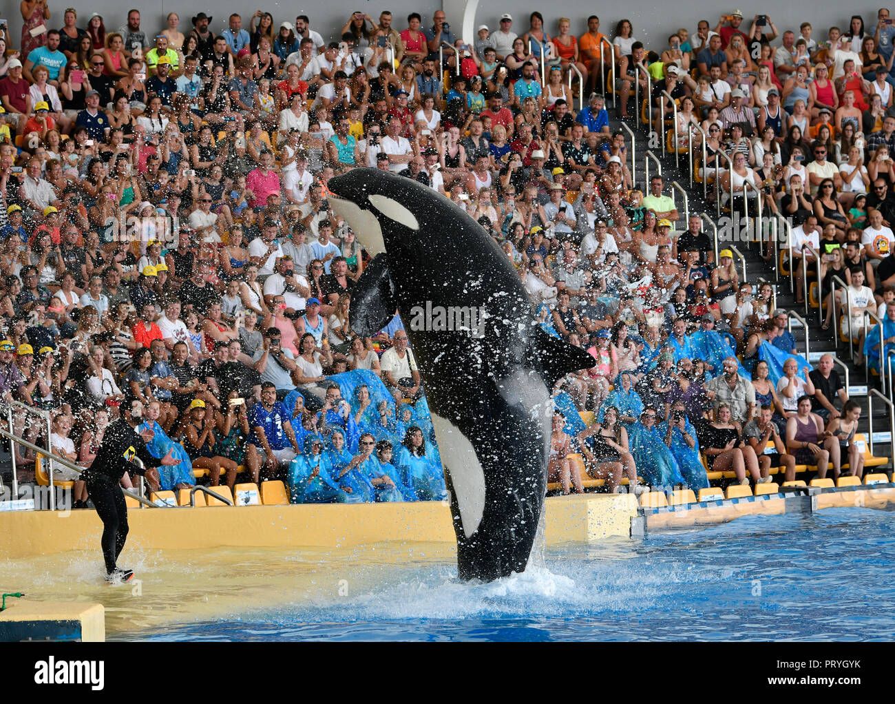 Balena Killer (Orcinus orca) in salto, prigionieri Orca mostrano, Loro Parque a Puerto de la Cruz, Tenerife, Isole Canarie, Spagna Foto Stock