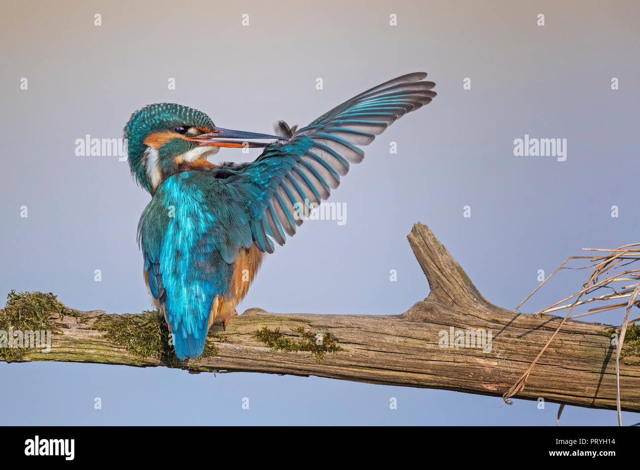 Common kingfisher (Alcedo atthis), femmina ali di pulizia, Riserva della Biosfera dell'Elba centrale, Sassonia-Anhalt, Germania Foto Stock