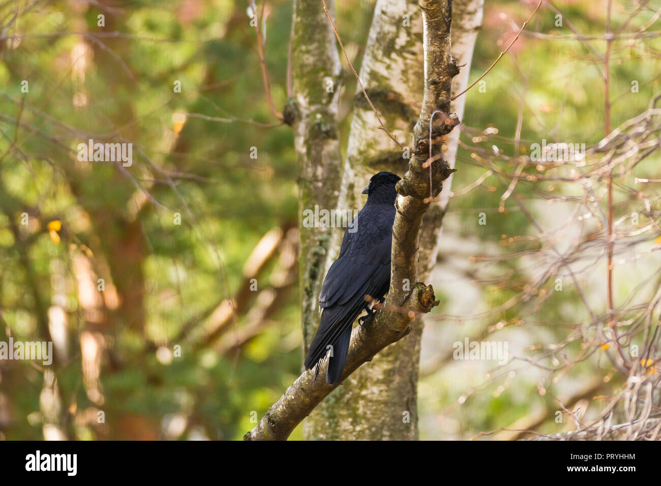 Crow seduto su un ramo Foto Stock