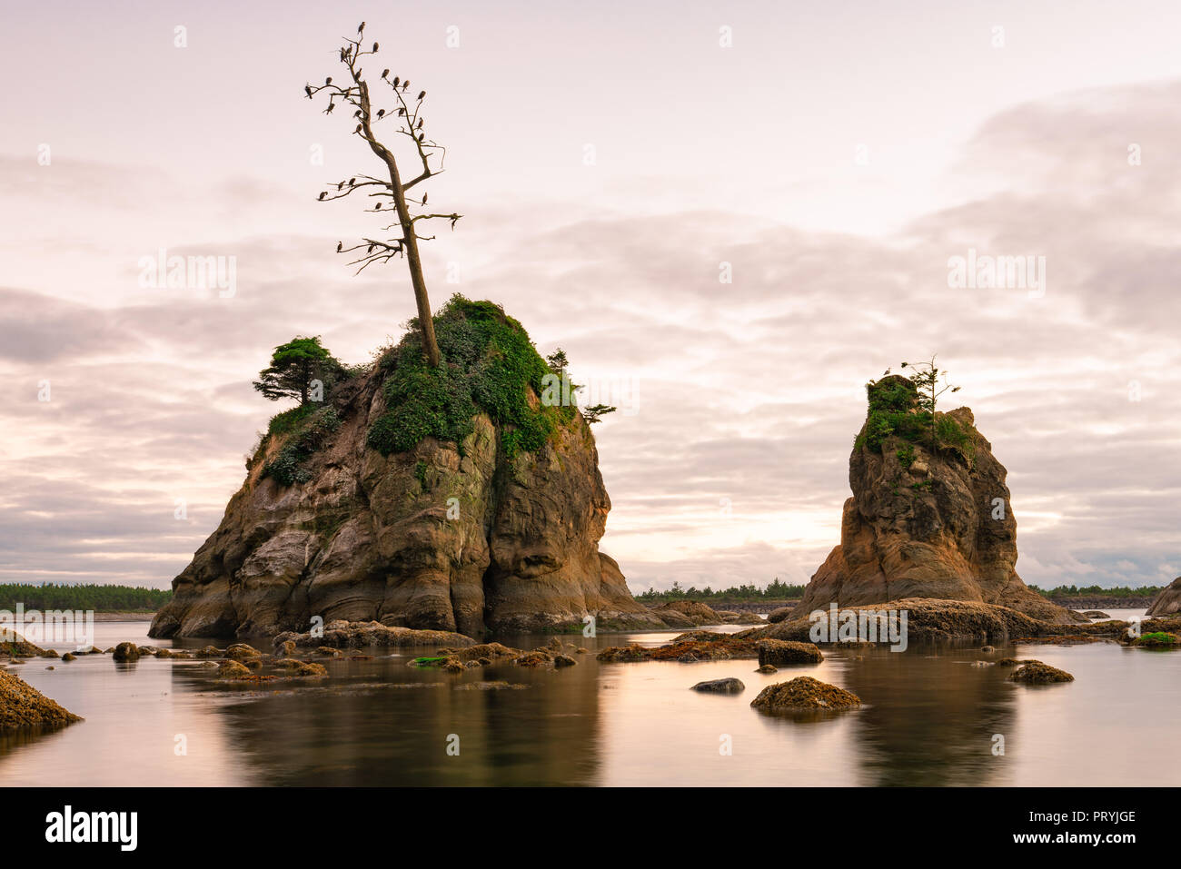Rosa tramonto su Tillamook bay. Le formazioni rocciose stick al di fuori dell'oceano pacifico, con uccelli di mare annidata su di essi. Foto Stock