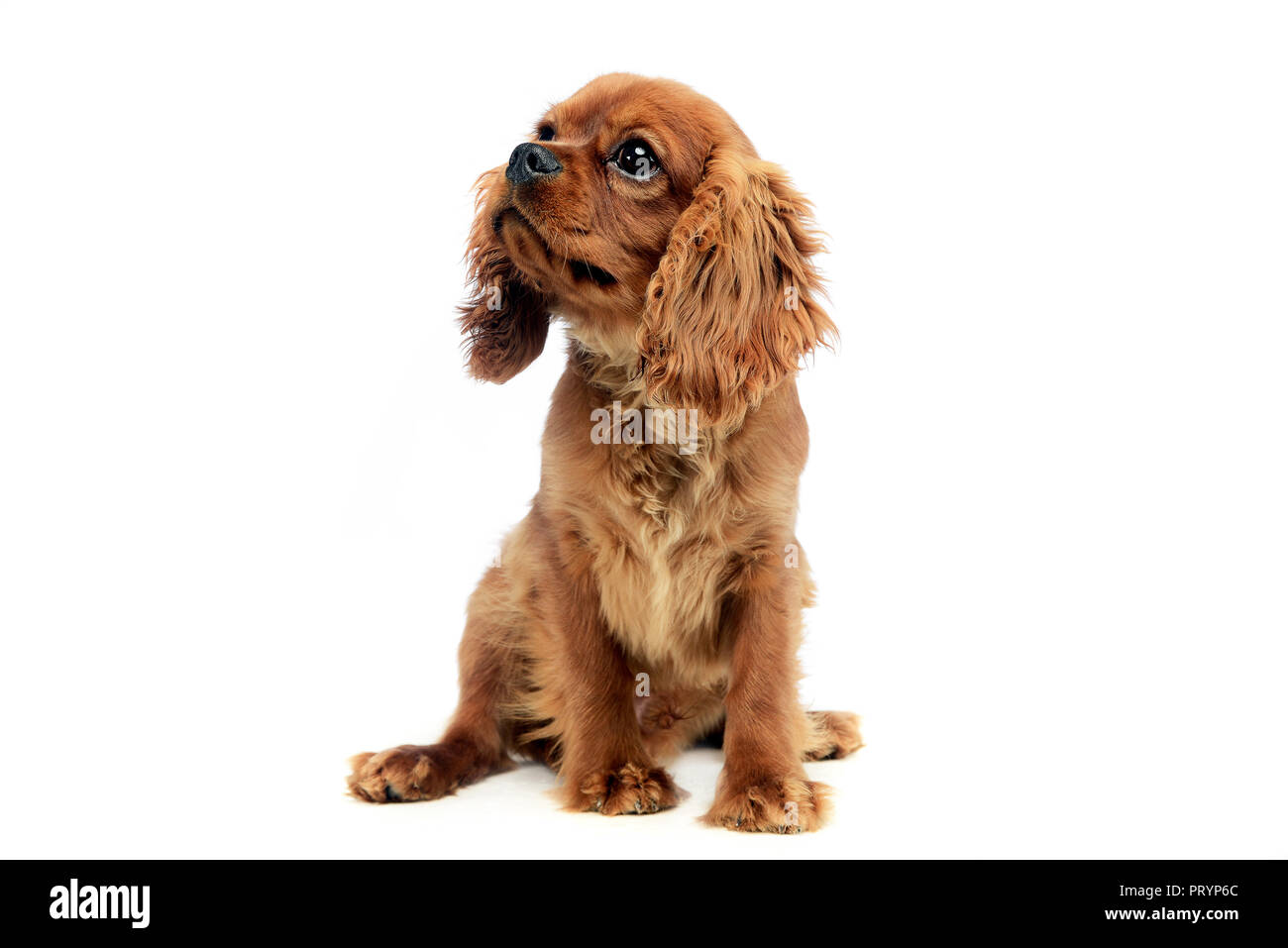 Grazioso cucciolo Cavalier King Charles Spaniel in studio Foto Stock