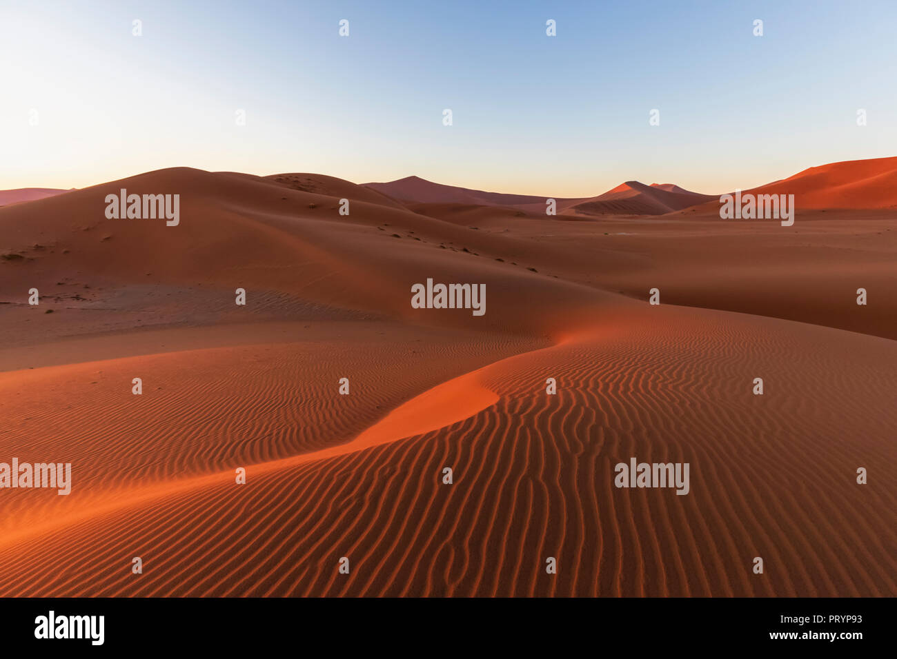 In Africa, la Namibia, il deserto del Namib Naukluft, Parco Nazionale, dune di sabbia nella luce del mattino al sorgere del sole Foto Stock