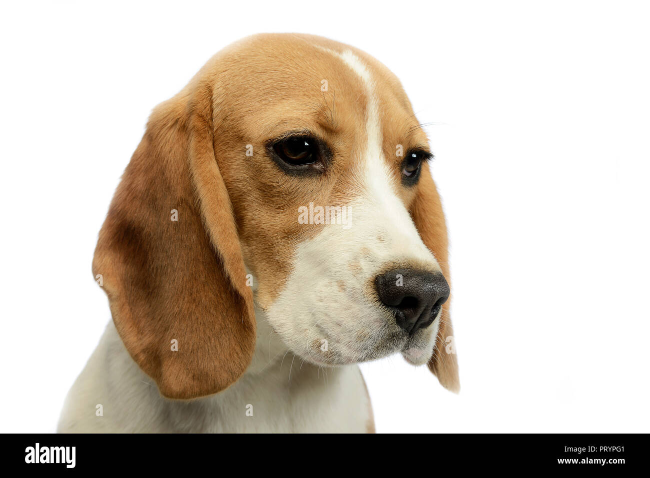 Giovani beagle ritratto nella foto in studio Foto Stock