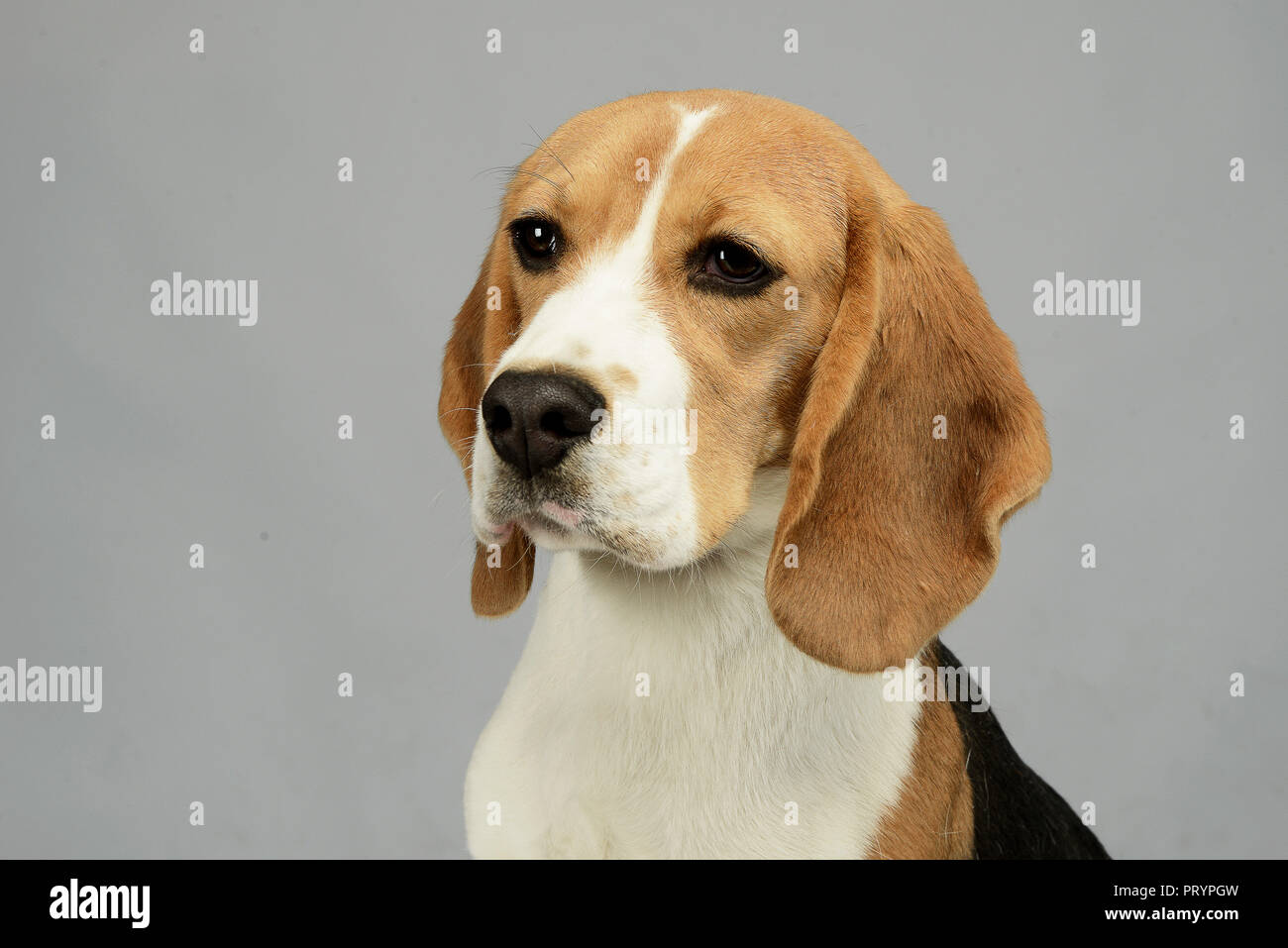 Giovani beagle ritratto nella foto in studio Foto Stock