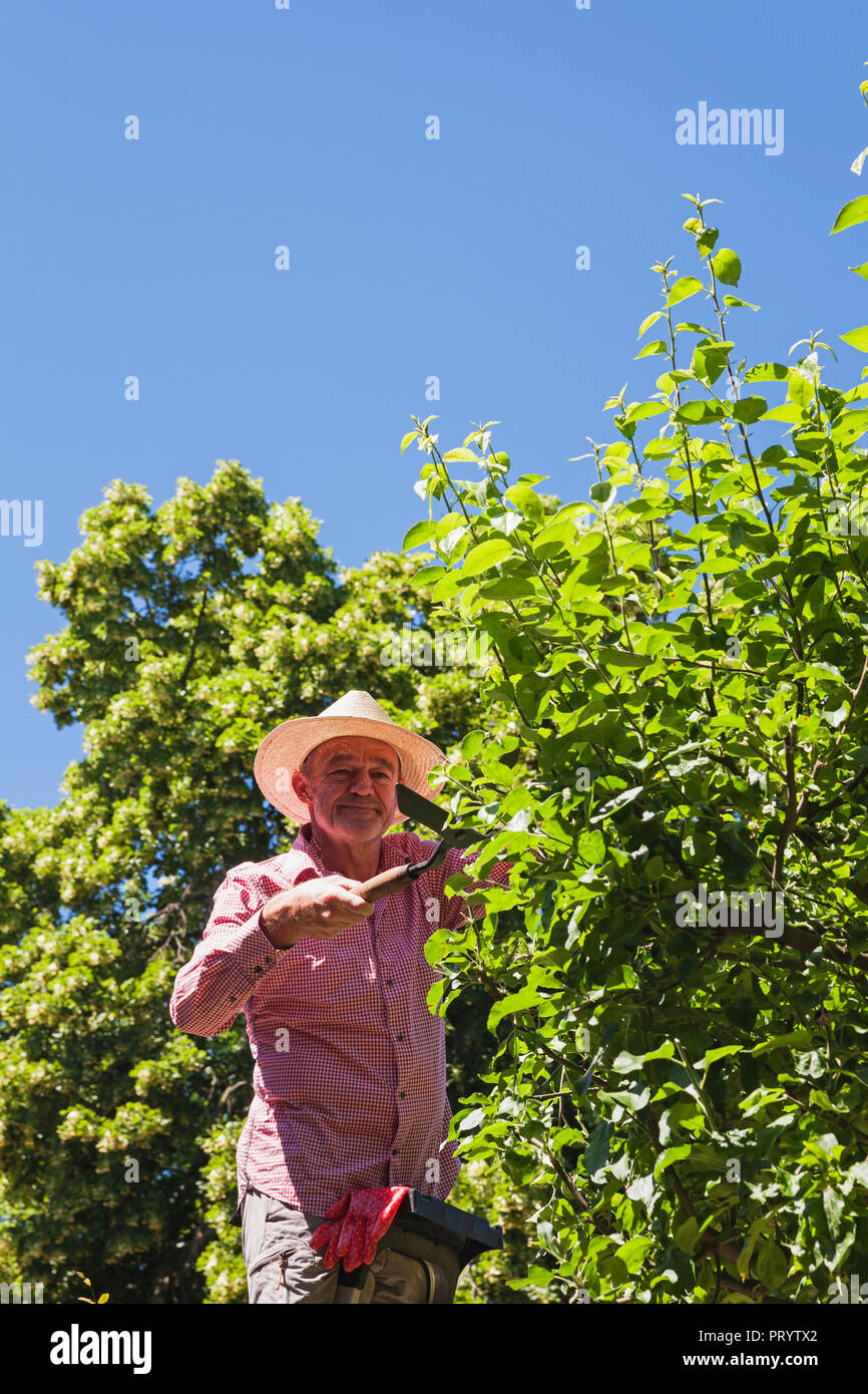 Giardiniere potatura ramoscelli di melo con tagliasiepi Foto Stock