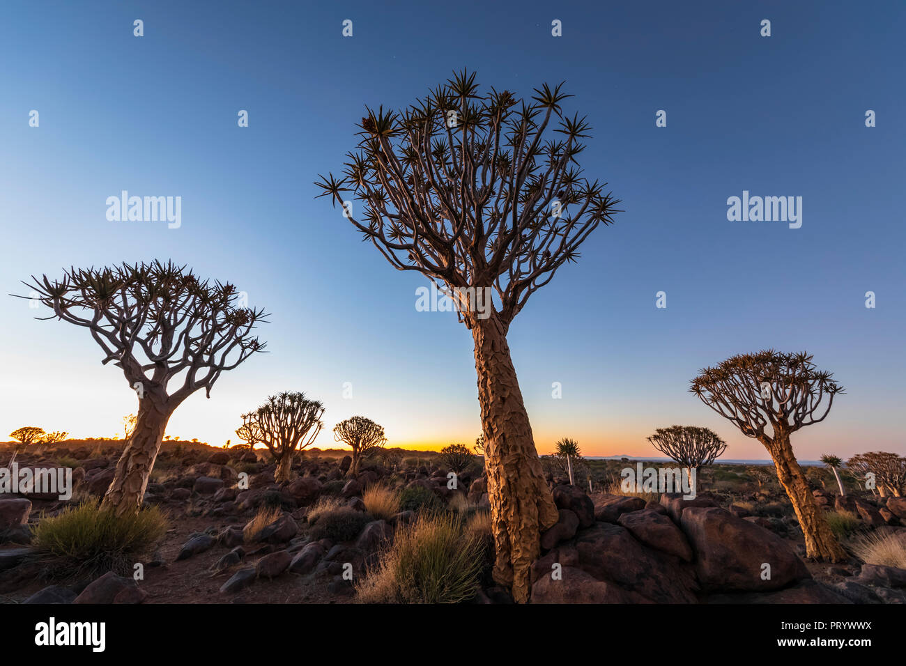Africa, Namibia, Keetmanshoop, Quiver Tree Forest all'alba Foto Stock