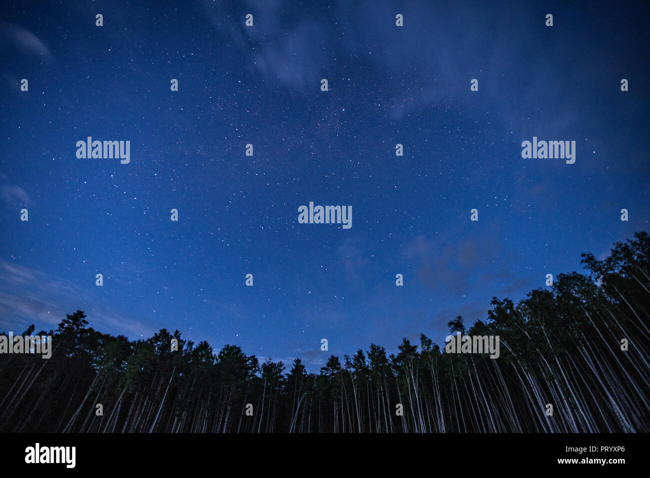 Russia,, Oblast di Amur, cielo stellato di foresta Foto Stock