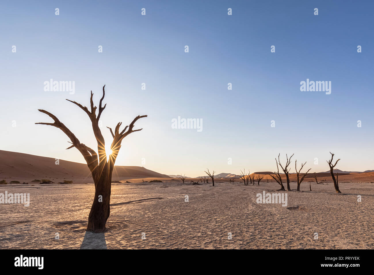 Africa, Namibia, Namib-Naukluft National Park, Deadvlei, morto di alberi di acacia nel tegame di creta Foto Stock