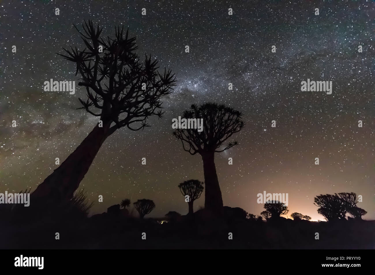 Africa, Namibia, Keetmanshoop, Quiver Tree Forest di notte, la via lattea Foto Stock
