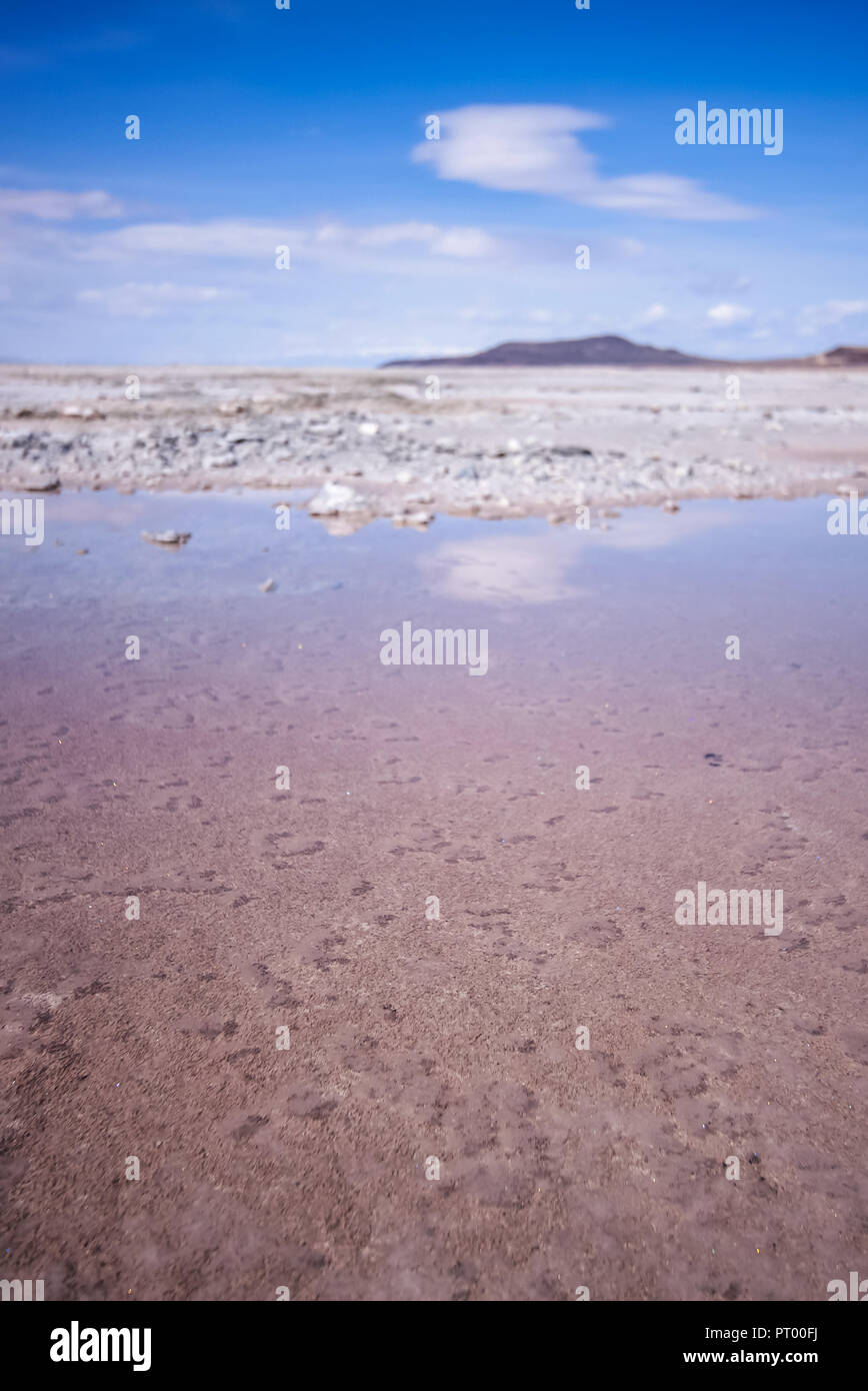 Salamoia e batteri del grande lago di sale talvolta dare l'acqua un colore rosa, visto qui con nuvoloso in schiuma come bignè galleggiante in acqua Foto Stock