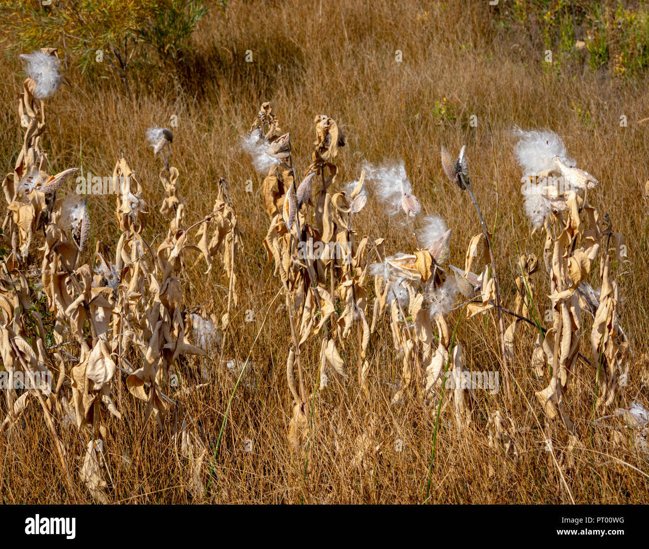 Appariscente Milkweed (Asclepias speciosa) piante disperdendo i semi dal baccello in ottobre, Castle Rock Colorado US. Foto Stock