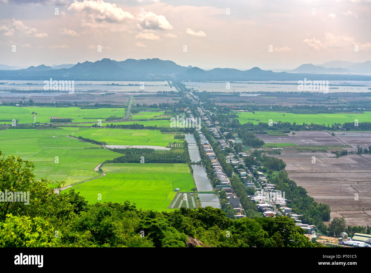 Verdi campi di riso in Vietnam rurale nel diluvio stagione salire dalla bella vista. Foto Stock