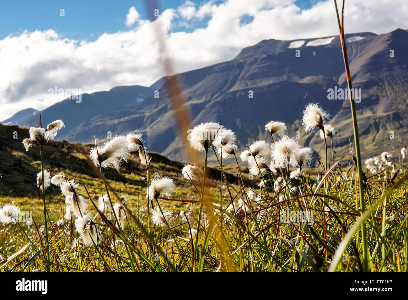 Campo di erba di cotone in una valle circondata da montagne nei pressi di Akureyri e Sulur, Islanda Foto Stock