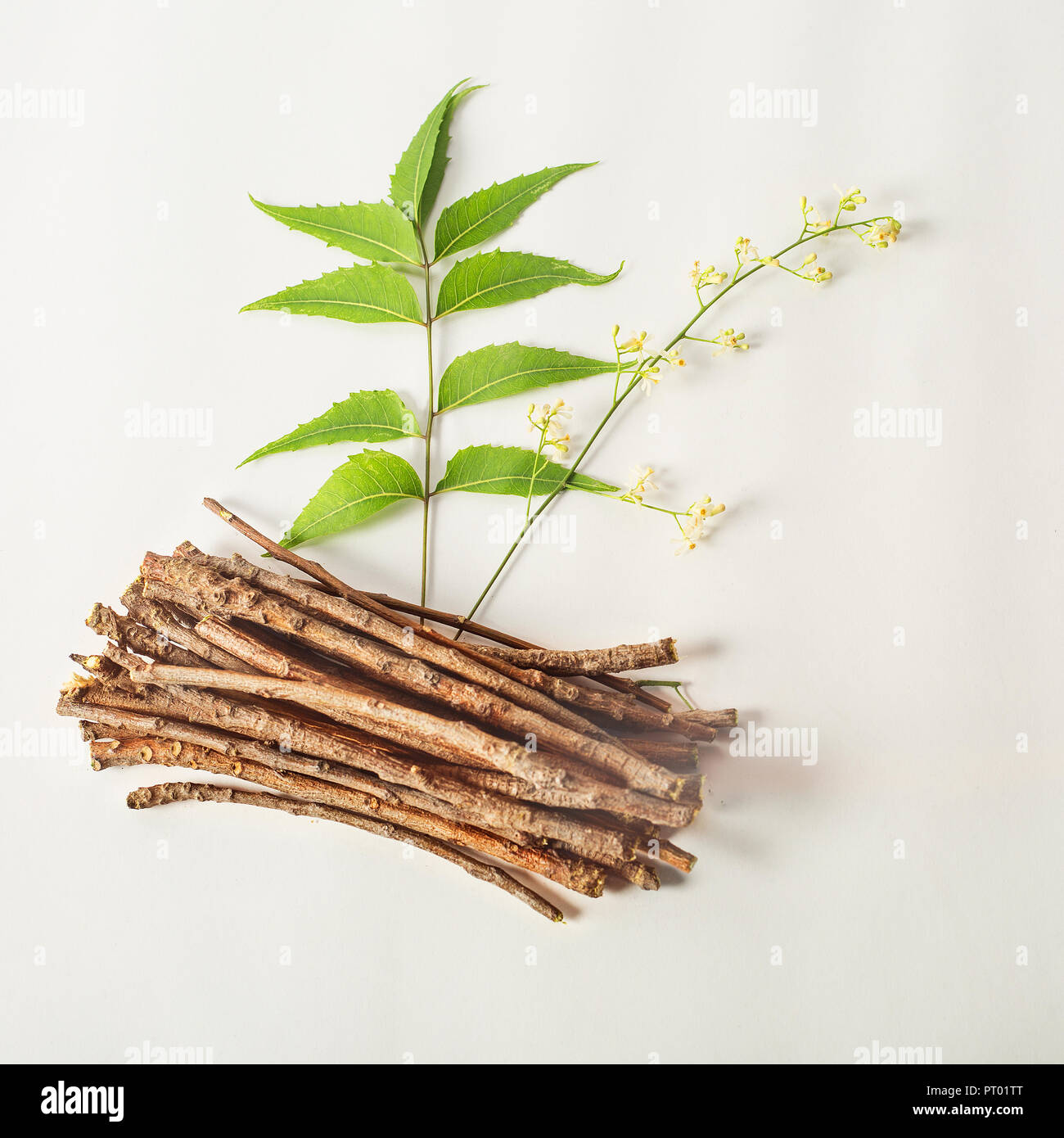 Neem foglie con fiori di neem e neem bastoni. su sfondo bianco Foto Stock